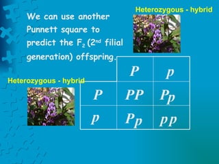 P P P P p p p p P p P p We can use another Punnett square to predict the F 2  (2 nd  filial generation) offspring. Heterozygous - hybrid Heterozygous - hybrid 