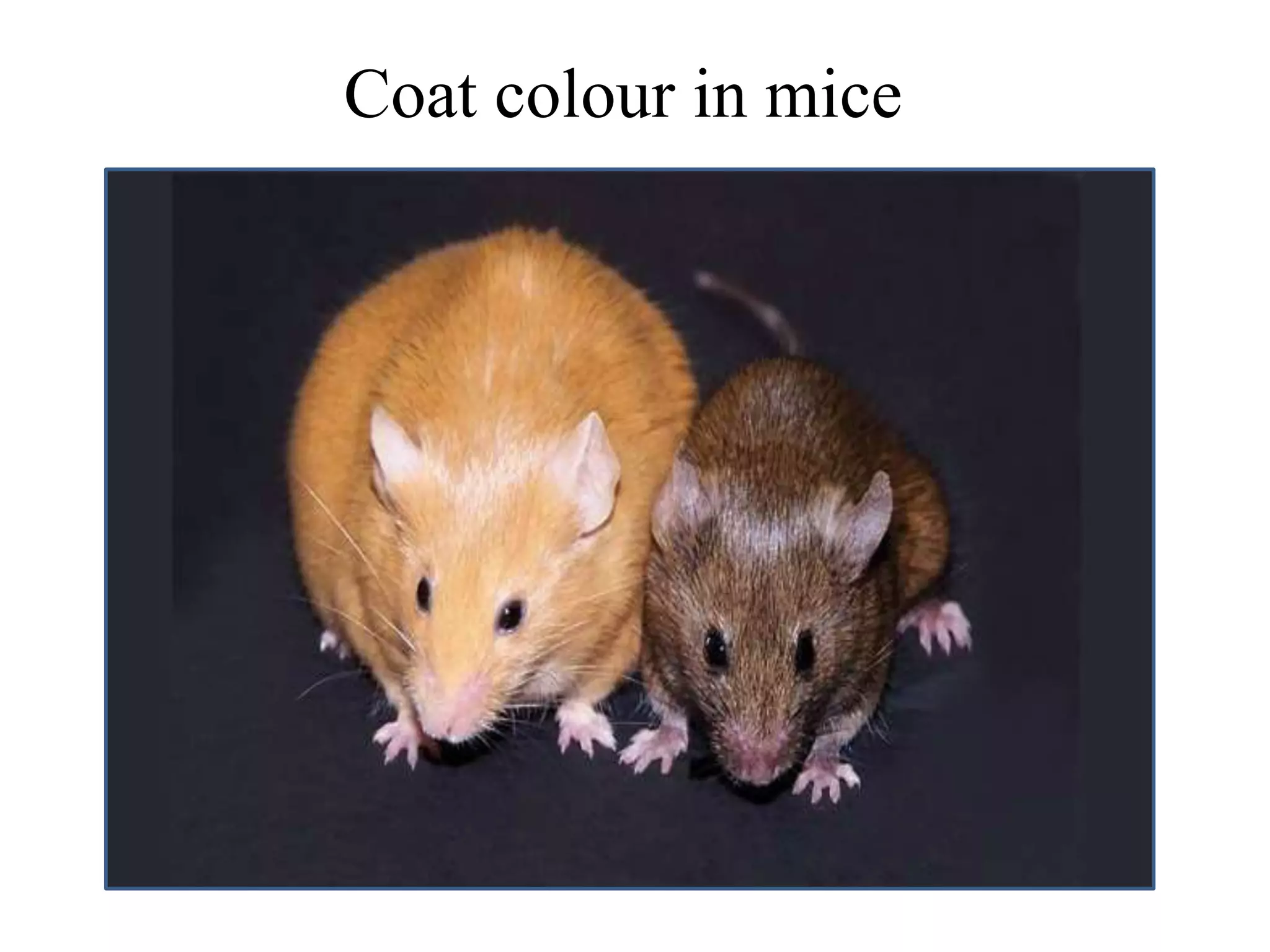 Coat colour in mice
 