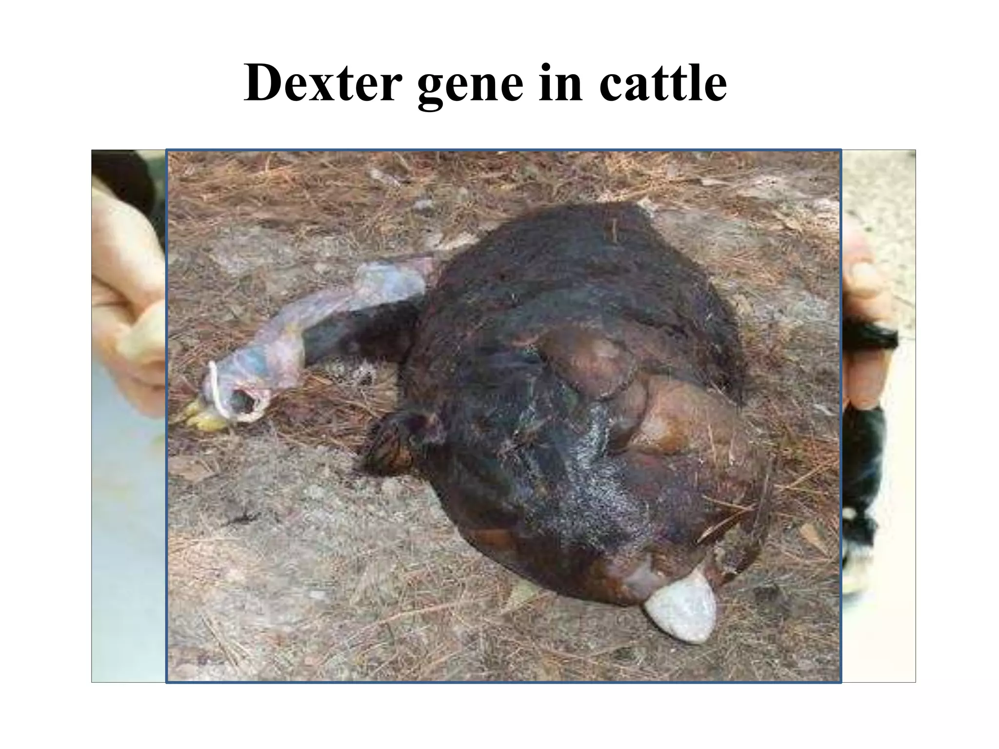 Dexter gene in cattle
 