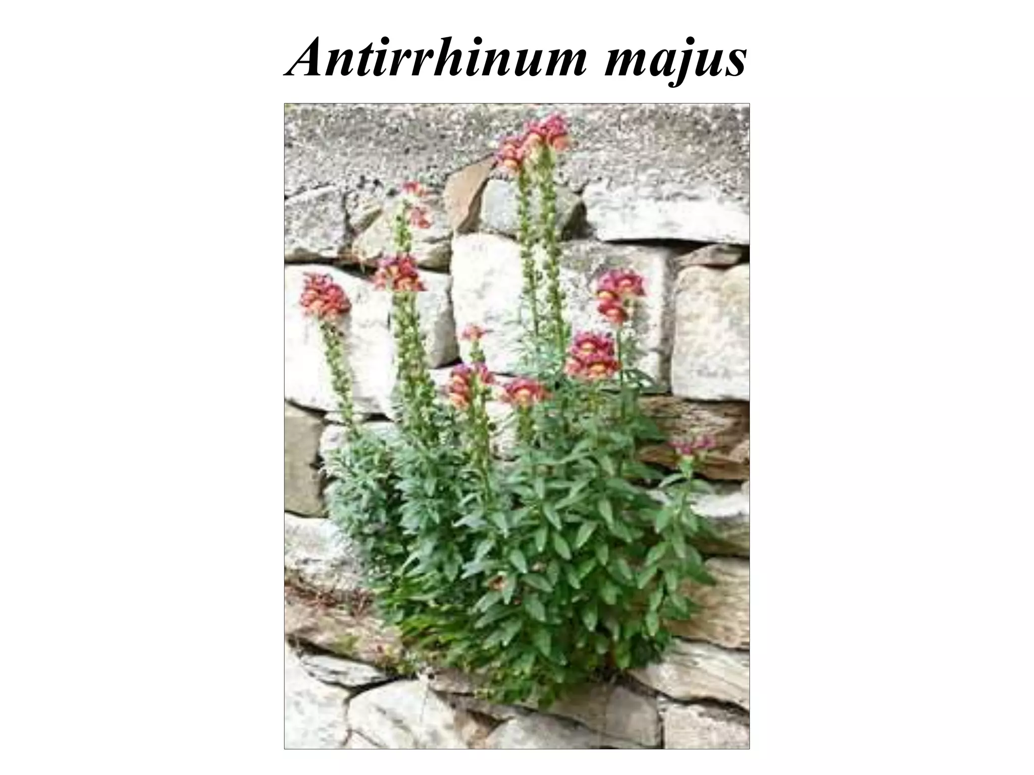 Antirrhinum majus
 