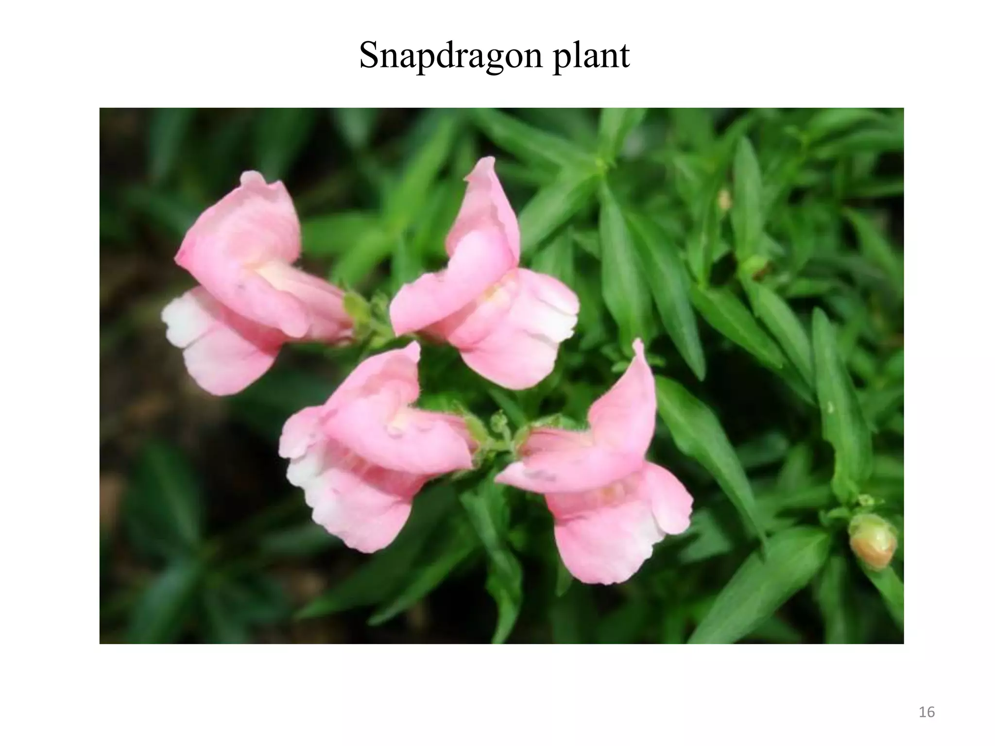 16
Snapdragon plant
 