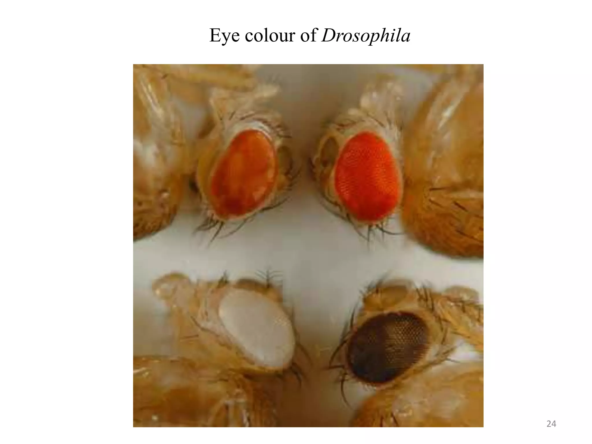 24
Eye colour of Drosophila
 
