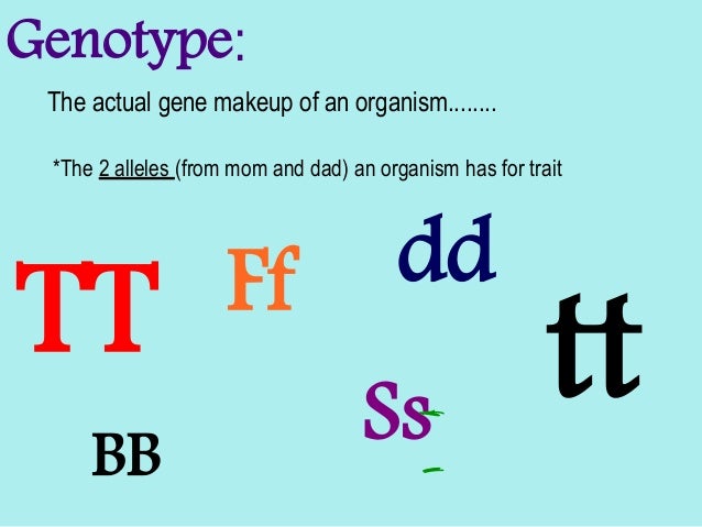 Genetic Makeup Of An Organism Delectable Introduction To Genetics PowerPoint Genetic Makeup Of An Organism Delectable Introduction To Genetics PowerPoint