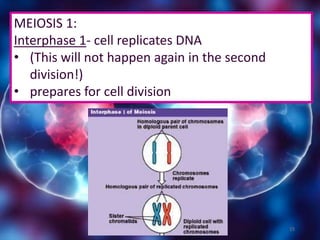 15
MEIOSIS 1:
Interphase 1- cell replicates DNA
• (This will not happen again in the second
division!)
• prepares for cell division
 