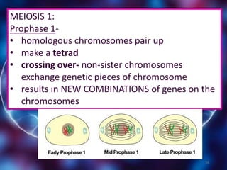 16
MEIOSIS 1:
Prophase 1-
• homologous chromosomes pair up
• make a tetrad
• crossing over- non-sister chromosomes
exchange genetic pieces of chromosome
• results in NEW COMBINATIONS of genes on the
chromosomes
 