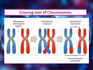 17
Crossing over of Chromosomes
 