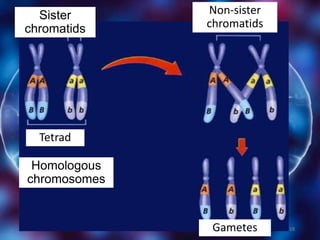 18
Sister
chromatids
Non-sister
chromatids
Tetrad
Homologous
chromosomes
Gametes
 