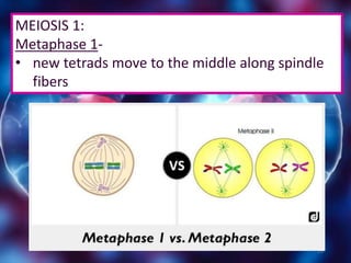 19
MEIOSIS 1:
Metaphase 1-
• new tetrads move to the middle along spindle
fibers
 