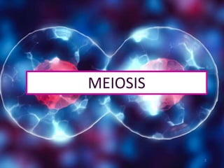 MEIOSIS
2
 