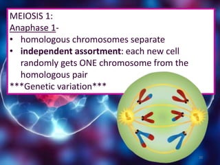 20
MEIOSIS 1:
Anaphase 1-
• homologous chromosomes separate
• independent assortment: each new cell
randomly gets ONE chromosome from the
homologous pair
***Genetic variation***
 