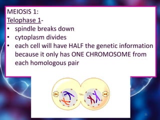 21
MEIOSIS 1:
Telophase 1-
• spindle breaks down
• cytoplasm divides
• each cell will have HALF the genetic information
because it only has ONE CHROMOSOME from
each homologous pair
 