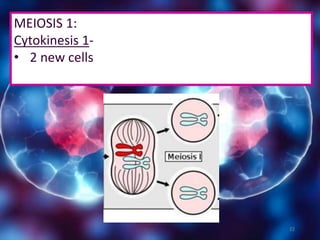 22
MEIOSIS 1:
Cytokinesis 1-
• 2 new cells
 