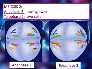 24
MEIOSIS 2:
Anaphase 2: moving away
Telophase 2: two cells
Anaphase 2 Telophase 2
 