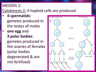 MEIOSIS 2:
Cytokinesis 2: 4 haploid cells are produced
• 4 spermatids:
gametes produced in
the testes of males
• one egg and
3 polar bodies:
gametes produced in
the ovaries of females
(polar bodies
degenerated & are
not fertilized)
25
 