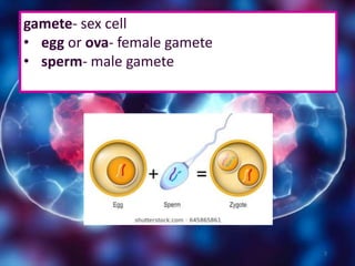 gamete- sex cell
• egg or ova- female gamete
• sperm- male gamete
7
 