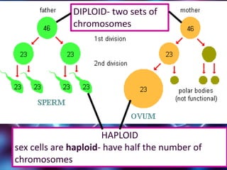 8
HAPLOID
sex cells are haploid- have half the number of
chromosomes
DIPLOID- two sets of
chromosomes
 