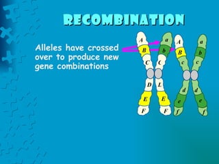 Alleles have crossed over to produce new gene combinations A B C D E F a b c d e f c d e f A B a b C D E F recombination   