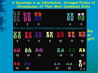 A Karyotype is an Informative, Arranged Picture of Chromosomes At Their Most Condensed State Boy or girl? Note that almost all chromosomes come in homologous pairs. 