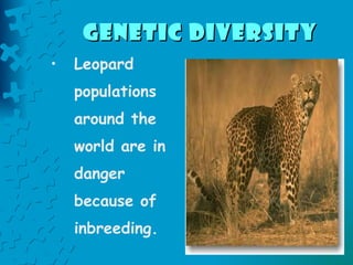 Genetic Diversity   Leopard populations around the world are in danger because of inbreeding. 