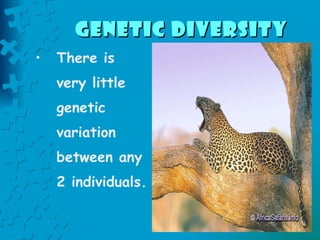 Genetic Diversity   There is very little genetic variation between any 2 individuals. 