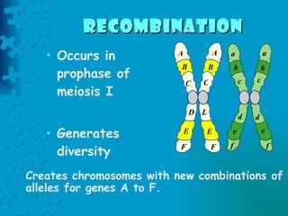 Occurs in prophase of meiosis I Generates diversity Creates chromosomes with new combinations of alleles for genes A to F. recombination   a b c d e f A B C D E F A B C D E F a b c d e f 