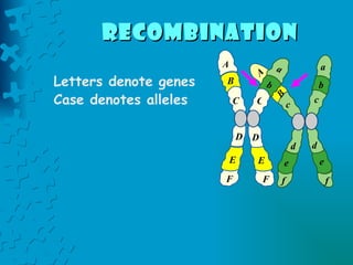 Letters denote genes  Case denotes alleles A B C D E F a b c d e f c d e f A B a b C D E F recombination   