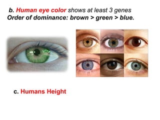 Human Color Genetics genetics 3 school final grade 10 american school | PDF