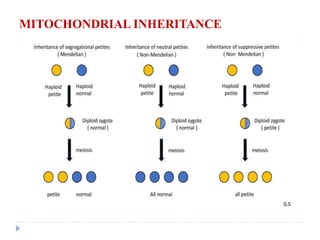 Simple Cytoplasmic Inheritance Genetics-Cytoplasmic Inheritance | PDF