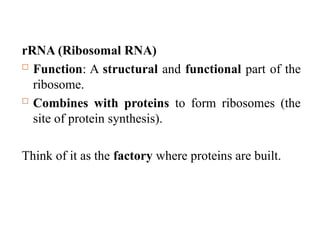Genetics nucleic acid structure and function | PPTX