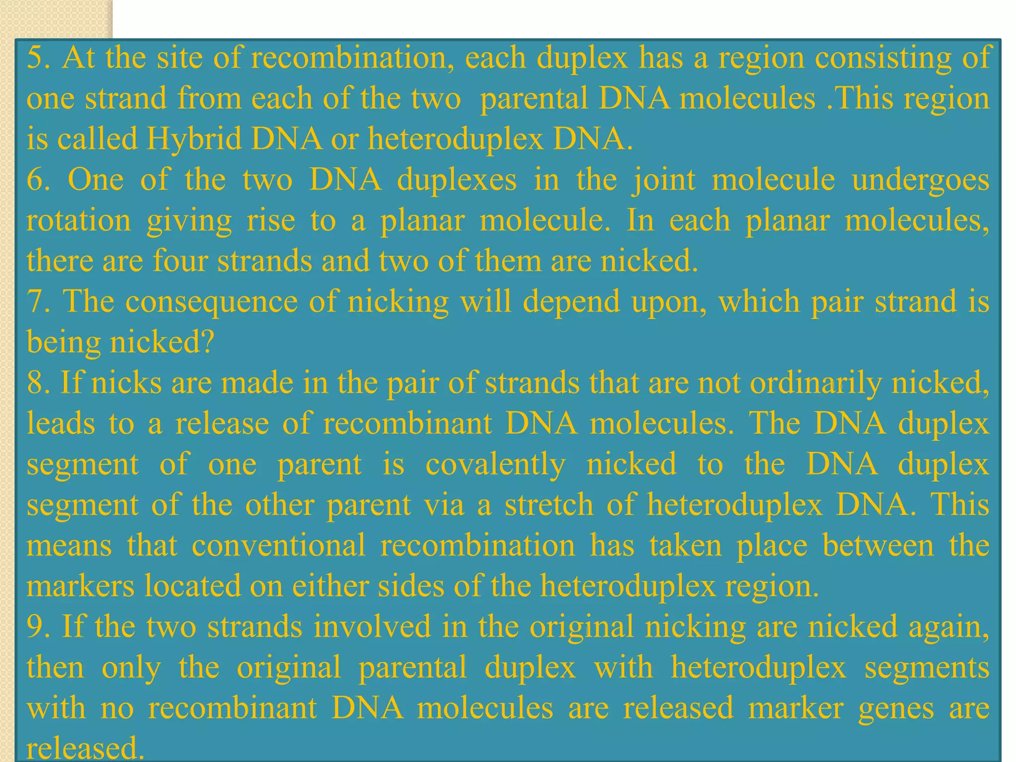 5. At the site of recombination, each duplex has a region consisting of
one strand from each of the two parental DNA molecules .This region
is called Hybrid DNA or heteroduplex DNA.
6. One of the two DNA duplexes in the joint molecule undergoes
rotation giving rise to a planar molecule. In each planar molecules,
there are four strands and two of them are nicked.
7. The consequence of nicking will depend upon, which pair strand is
being nicked?
8. If nicks are made in the pair of strands that are not ordinarily nicked,
leads to a release of recombinant DNA molecules. The DNA duplex
segment of one parent is covalently nicked to the DNA duplex
segment of the other parent via a stretch of heteroduplex DNA. This
means that conventional recombination has taken place between the
markers located on either sides of the heteroduplex region.
9. If the two strands involved in the original nicking are nicked again,
then only the original parental duplex with heteroduplex segments
with no recombinant DNA molecules are released marker genes are
released.
 