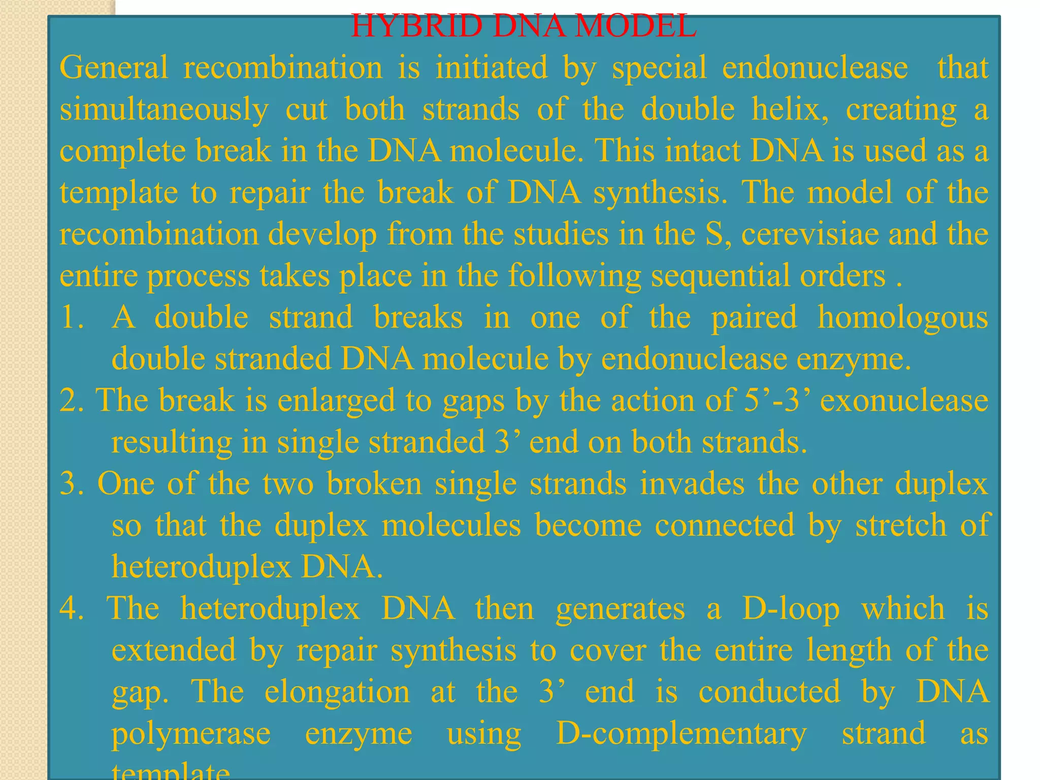 HYBRID DNA MODEL
General recombination is initiated by special endonuclease that
simultaneously cut both strands of the double helix, creating a
complete break in the DNA molecule. This intact DNA is used as a
template to repair the break of DNA synthesis. The model of the
recombination develop from the studies in the S, cerevisiae and the
entire process takes place in the following sequential orders .
1. A double strand breaks in one of the paired homologous
double stranded DNA molecule by endonuclease enzyme.
2. The break is enlarged to gaps by the action of 5’-3’ exonuclease
resulting in single stranded 3’ end on both strands.
3. One of the two broken single strands invades the other duplex
so that the duplex molecules become connected by stretch of
heteroduplex DNA.
4. The heteroduplex DNA then generates a D-loop which is
extended by repair synthesis to cover the entire length of the
gap. The elongation at the 3’ end is conducted by DNA
polymerase enzyme using D-complementary strand as
 