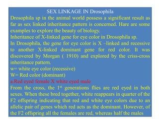 SEX LINKAGE IN Drosophila
Drosophila sp in the animal world possess a significant result as
far as sex linked inheritance pattern is concerned. Hare are some
examples to explore the beauty of biology.
Inheritance of X-linked gene for eye color in Drosophila sp.
In Drosophila, the gene for eye color is X –linked and recessive
to another X-linked dominant gene for red color. It was
discovered by Morgan ( 1910) and explored by the criss-cross
inheritance pattern.
w= white eye color (recessive)
W= Red color (dominant)
a.Red eyed female X white eyed male
From the cross, the 1st generations flies are red eyed in both
sexes. When these bred together, white reappears in quarter of the
F2 offspring indicating that red and white eye colors due to an
allelic pair of genes which red acts as the dominant. However, of
the F2 offspring all the females are red, whereas half the males
 