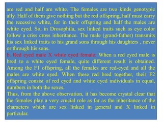 are red and half are white. The females are two kinds genotypic
ally. Half of them give nothing but the red offspring, half must carry
the recessive white, for in their offspring and half the males are
white eyed. So, in Drosophila, sex linked traits such as eye color
follow a criss cross inheritance. The male (grand-father) transmits
his sex linked traits to his grand sons through his daughters , never
or through his sons.
b. Red eyed male X white eyed female: When a red eyed male is
bred to a white eyed female, quite different result is obtained.
Among the F1 offspring, all the females are red-eyed and all the
males are white eyed. When these red bred together, their F2
offspring consist of red eyed and white eyed individuals in equal,
numbers in both the sexes.
Thus, from the above observation, it has become crystal clear that
the females play a very crucial role as far as the inheritance of the
characters which are sex linked in general and X linked in
particular.
 