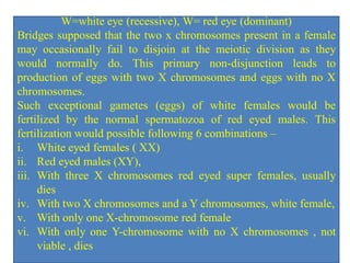 W=white eye (recessive), W= red eye (dominant)
Bridges supposed that the two x chromosomes present in a female
may occasionally fail to disjoin at the meiotic division as they
would normally do. This primary non-disjunction leads to
production of eggs with two X chromosomes and eggs with no X
chromosomes.
Such exceptional gametes (eggs) of white females would be
fertilized by the normal spermatozoa of red eyed males. This
fertilization would possible following 6 combinations –
i. White eyed females ( XX)
ii. Red eyed males (XY),
iii. With three X chromosomes red eyed super females, usually
dies
iv. With two X chromosomes and a Y chromosomes, white female,
v. With only one X-chromosome red female
vi. With only one Y-chromosome with no X chromosomes , not
viable , dies
 