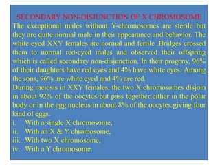 SECONDARY NON-DISJUNCTION OF X CHROMOSOME
The exceptional males without Y-chromosomes are sterile but
they are quite normal male in their appearance and behavior. The
white eyed XXY females are normal and fertile .Bridges crossed
them to normal red-eyed males and observed their offspring
which is called secondary non-disjunction. In their progeny, 96%
of their daughters have red eyes and 4% have white eyes. Among
the sons, 96% are white eyed and 4% are red.
During meiosis in XXY females, the two X chromosomes disjoin
in about 92% of the oocytes but pass together either in the polar
body or in the egg nucleus in about 8% of the oocytes giving four
kind of eggs.
i. With a single X chromosome,
ii. With an X & Y chromosome,
iii. With two X chromosome,
iv. With a Y chromosome.
 