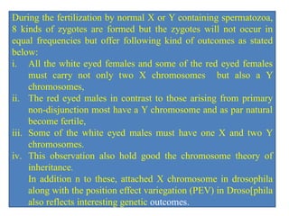 During the fertilization by normal X or Y containing spermatozoa,
8 kinds of zygotes are formed but the zygotes will not occur in
equal frequencies but offer following kind of outcomes as stated
below:
i. All the white eyed females and some of the red eyed females
must carry not only two X chromosomes but also a Y
chromosomes,
ii. The red eyed males in contrast to those arising from primary
non-disjunction most have a Y chromosome and as par natural
become fertile,
iii. Some of the white eyed males must have one X and two Y
chromosomes.
iv. This observation also hold good the chromosome theory of
inheritance.
In addition n to these, attached X chromosome in drosophila
along with the position effect variegation (PEV) in Droso[phila
also reflects interesting genetic outcomes.
 