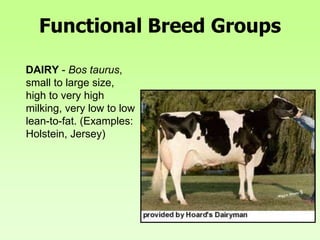 Functional Breed Groups
DAIRY - Bos taurus,
small to large size,
high to very high
milking, very low to low
lean-to-fat. (Examples:
Holstein, Jersey)
 