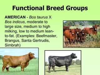 Functional Breed Groups
AMERICAN - Bos taurus X
Bos indicus, moderate to
large size, medium to high
milking, low to medium lean-
to-fat. (Examples: Beefmaster,
Brangus, Santa Gertrudis,
Simbrah)
 