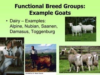 Functional Breed Groups:
Example Goats
• Dairy – Examples:
Alpine, Nubian, Saanen,
Damasus, Toggenburg
 