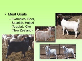 • Meat Goats
– Examples: Boer,
Spanish, Hejazi
(Arabia), Kiko
(New Zealand)
 