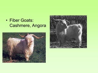 • Fiber Goats:
Cashmere, Angora
 