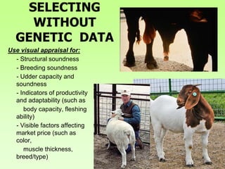 SELECTING
WITHOUT
GENETIC DATA
Use visual appraisal for:
- Structural soundness
- Breeding soundness
- Udder capacity and
soundness
- Indicators of productivity
and adaptability (such as
body capacity, fleshing
ability)
- Visible factors affecting
market price (such as
color,
muscle thickness,
breed/type)
 