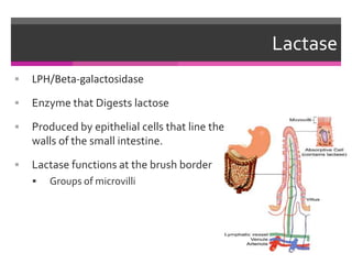 Genetics and Evolution of lactose (in)tolerance | PPTX