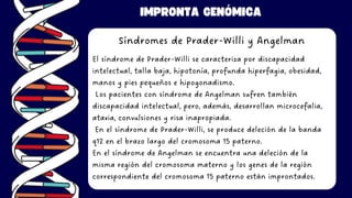 IMPRONTA GENÓMICA
Síndromes de Prader-Willi y Angelman
El síndrome de Prader-Willi se caracteriza por discapacidad
intelectual, talla baja, hipotonía, profunda hiperfagia, obesidad,
manos y pies pequeños e hipogonadismo.
Los pacientes con síndrome de Angelman sufren también
discapacidad intelectual, pero, además, desarrollan microcefalia,
ataxia, convulsiones y risa inapropiada.
En el síndrome de Prader-Willi, se produce deleción de la banda
q12 en el brazo largo del cromosoma 15 paterno.
En el síndrome de Angelman se encuentra una deleción de la
misma región del cromosoma materno y los genes de la región
correspondiente del cromosoma 15 paterno están improntados.
 