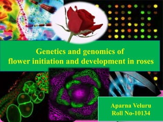 Genetics and genomics of
flower initiation and development in roses
Aparna Veluru
Roll No-10134
 