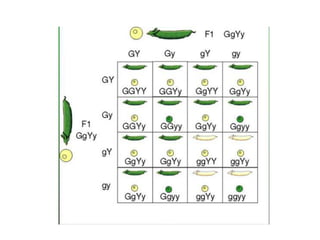 Genetics and Heredity | PPTX