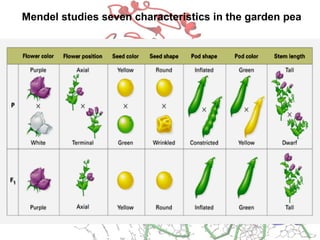 Mendel studies seven characteristics in the garden pea
 