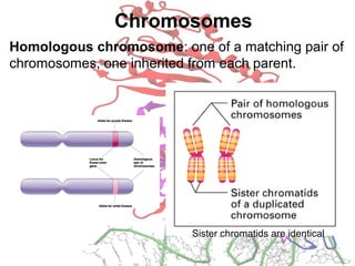 Chromosomes
Homologous chromosome: one of a matching pair of
chromosomes, one inherited from each parent.
Sister chromatids are identical
 