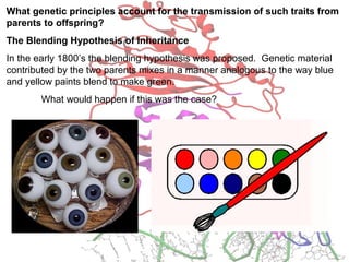 What genetic principles account for the transmission of such traits from
parents to offspring?
The Blending Hypothesis of Inheritance
In the early 1800’s the blending hypothesis was proposed. Genetic material
contributed by the two parents mixes in a manner analogous to the way blue
and yellow paints blend to make green.
What would happen if this was the case?
 