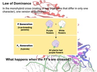 Law of Dominance
In the monohybrid cross (mating of two organisms that differ in only one
character), one version disappeared.
What happens when the F1’s are crossed?
 